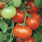 Super Fantastic Tomato
