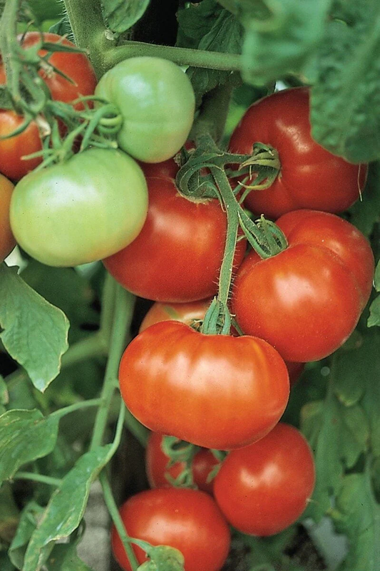 Super Fantastic Tomato Seeds online shopping