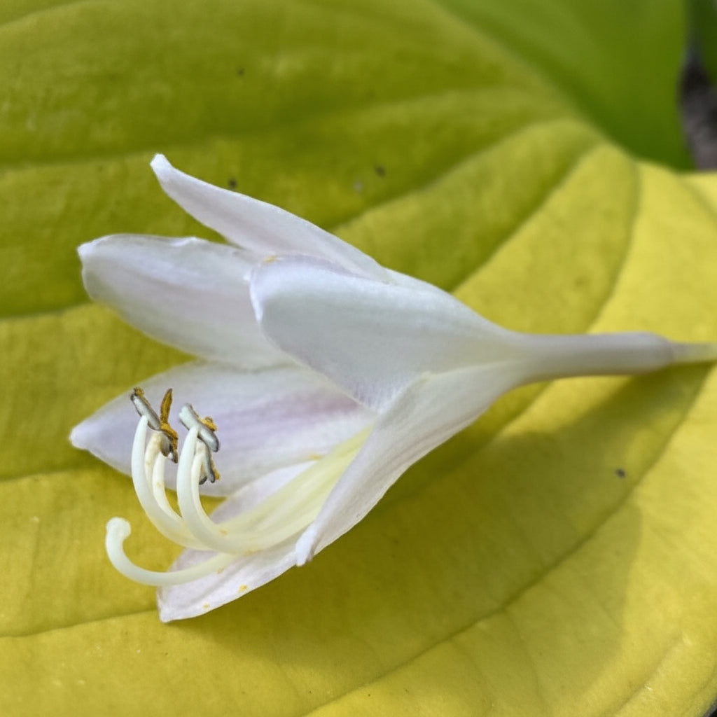 Seasons In The Sun Hosta Plants online shopping