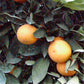 Frost Washington Navel Orange Budwood citrus plant material online shopping