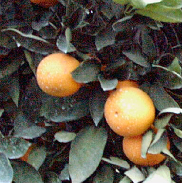 Frost Washington Navel Orange Budwood citrus plant material online shopping
