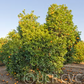 Sanguinello A Pignu Blood Orange Budwood citrus plant material online shopping