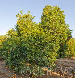 Sanguinello A Pignu Blood Orange Budwood citrus plant material online shopping