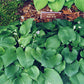 Gum Drop Hosta Plants online shopping