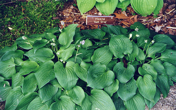 Gum Drop Hosta Plants online shopping