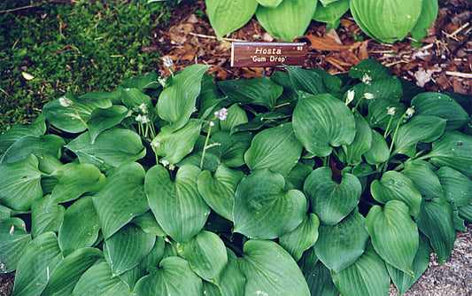 Gum Drop Hosta Plants online shopping