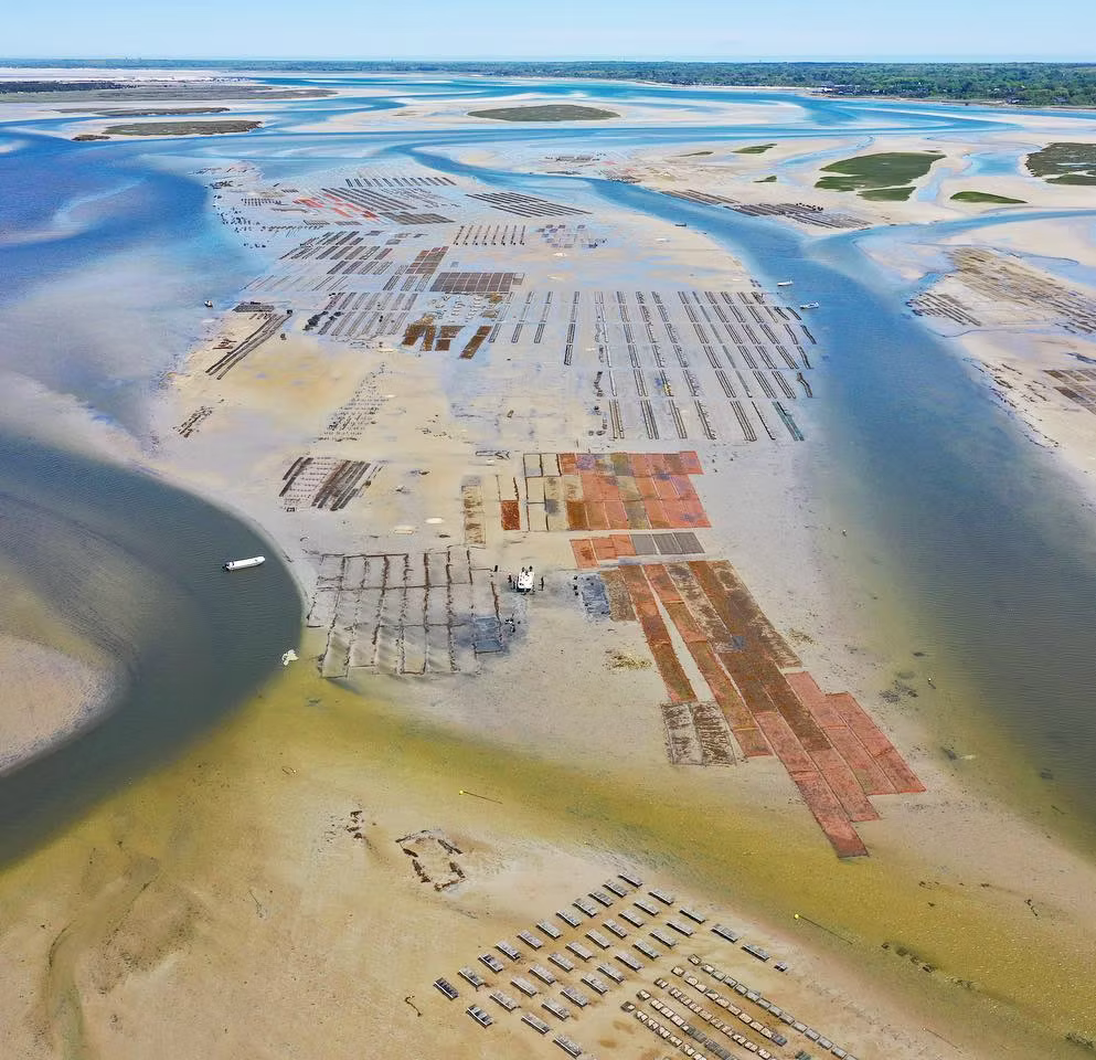 Crassostrea Virginica Oyster Seed MA aquaculture online shopping