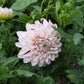 Hulin’s Carnival Dahlia