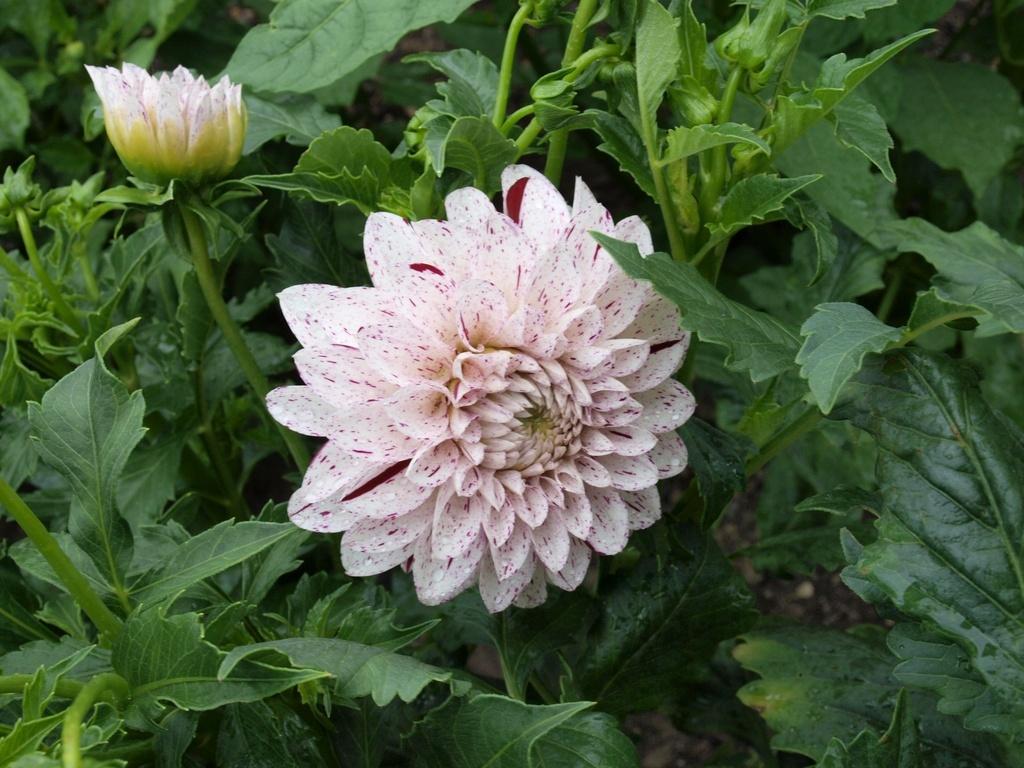 Hulin’s Carnival Dahlia