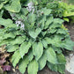 Silver Serenity Hosta Plants online shopping
