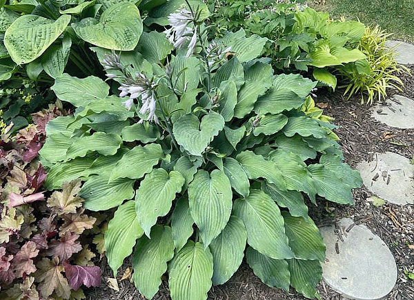 Silver Serenity Hosta Plants online shopping