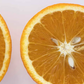 Xuegan Sweet Orange Budwood citrus plant material online shopping