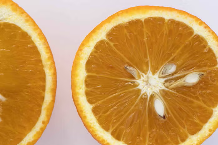 Xuegan Sweet Orange Budwood citrus plant material online shopping