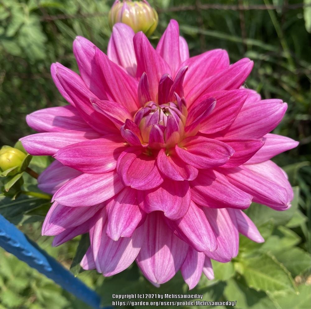 Southern Belle Dahlia