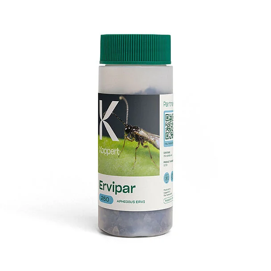 Ervipar Parasitic Wasp