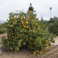 Selma Satsuma Mandarin Budwood citrus plant material online shopping