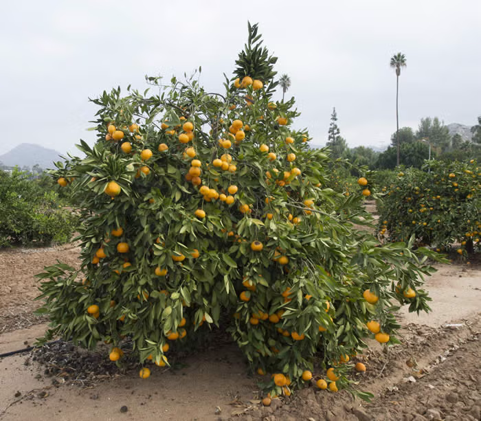 Selma Satsuma Mandarin Budwood citrus plant material online shopping