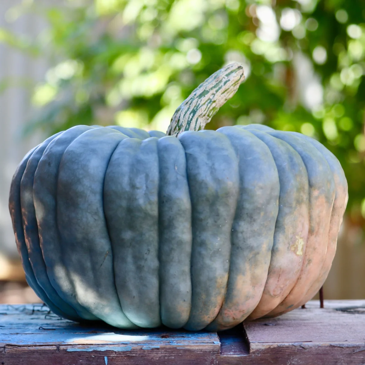 Queensland Blue Pumpkin
