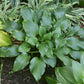 One Man’s Treasure Hosta Plants online shopping
