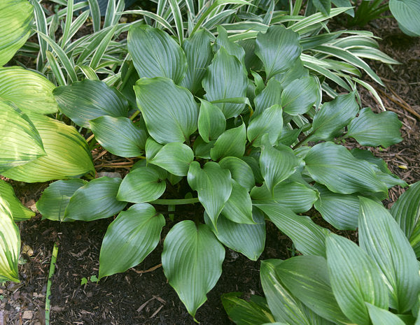 One Man’s Treasure Hosta Plants online shopping