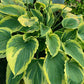 Trendsetter Hosta Plants online shopping