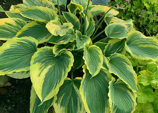 Trendsetter Hosta Plants online shopping