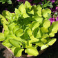 Limey Lisa Hosta Plants online shopping