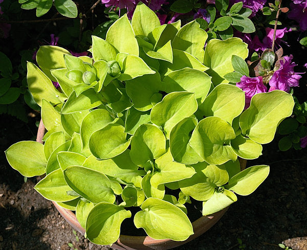 Limey Lisa Hosta Plants online shopping