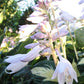 Pathfinder Hosta Plants online shopping