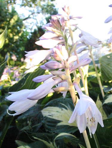 Pathfinder Hosta Plants online shopping