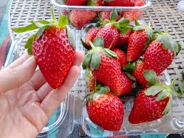 Florida Fortuna™ Short Day Strawberry