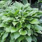 Lakeside Zesty Zeno Hosta Plants online shopping