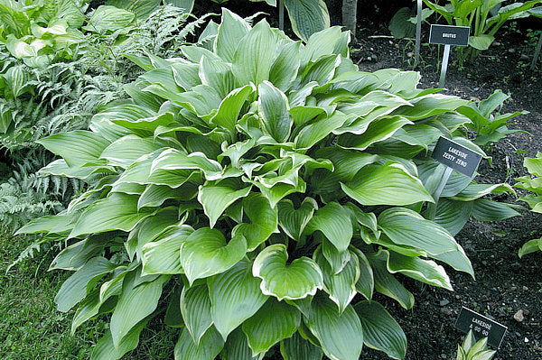 Lakeside Zesty Zeno Hosta Plants online shopping