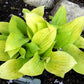 Coconut Custard Hosta Plants online shopping