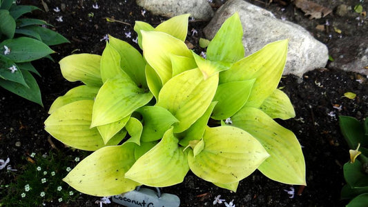 Coconut Custard Hosta Plants online shopping