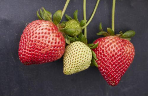 Surfline Early Short Day Strawberry