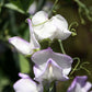 Albutt Blue Sweet Pea seeds online shopping