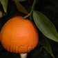 SRA 92 Clementine Budwood citrus plant material online shopping