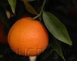 SRA 92 Clementine Budwood citrus plant material online shopping