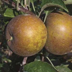 Golden Russet Heritage Apple