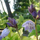Zitronenfalter Hosta Plants online shopping