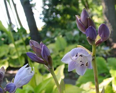 Zitronenfalter Hosta Plants online shopping