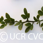 Rubidoux Trifoliate Budwood citrus plant material online shopping