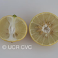 Citrus Excelsa Papeda Budwood citrus plant material online shopping