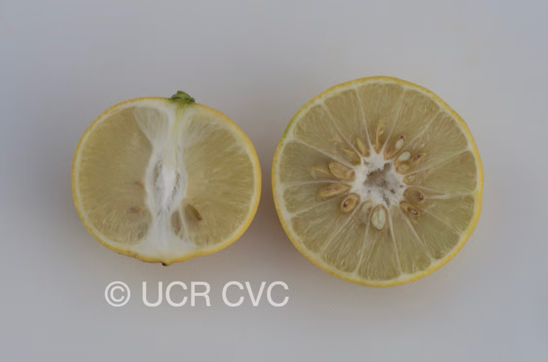Citrus Excelsa Papeda Budwood citrus plant material online shopping