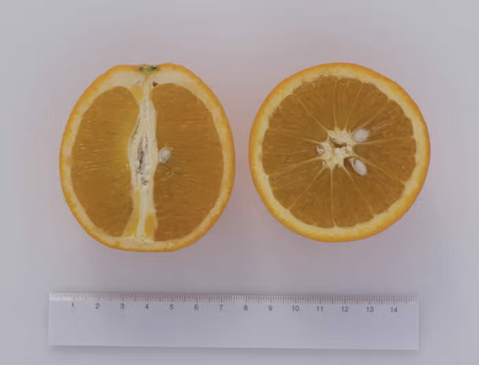 Pehrson #4 Valencia Orange Budwood citrus plant material online shopping
