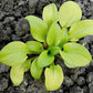 Sun Mouse Hosta Plants online shopping
