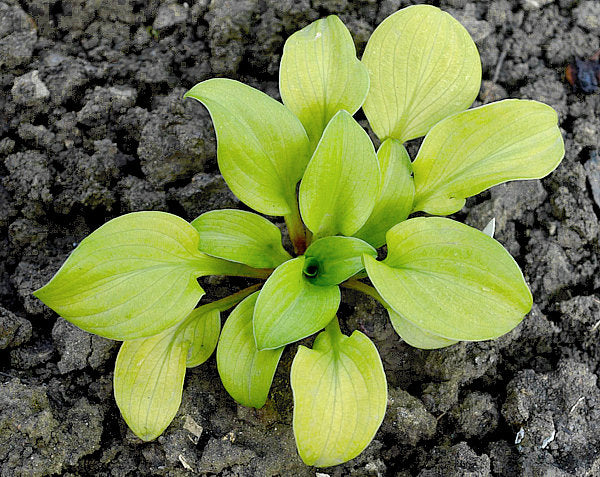 Sun Mouse Hosta Plants online shopping