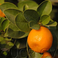 Changshou Kumquat Budwood citrus plant material online shopping