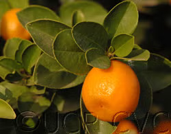 Changshou Kumquat Budwood citrus plant material online shopping